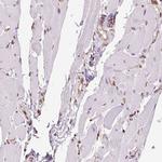 GANAB Antibody in Immunohistochemistry (Paraffin) (IHC (P))