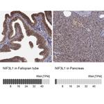 ALS2CR1 Antibody