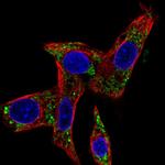 MCCC2 Antibody in Immunocytochemistry (ICC/IF)