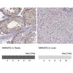 NMNAT2 Antibody