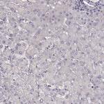 NMNAT2 Antibody in Immunohistochemistry (Paraffin) (IHC (P))