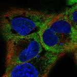 RBMS1 Antibody in Immunocytochemistry (ICC/IF)