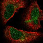 NUP85 Antibody in Immunocytochemistry (ICC/IF)