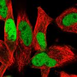 ETS1 Antibody in Immunocytochemistry (ICC/IF)