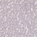 Prominin 2 Antibody in Immunohistochemistry (Paraffin) (IHC (P))