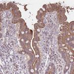 Prominin 2 Antibody in Immunohistochemistry (Paraffin) (IHC (P))