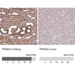 Prominin 2 Antibody