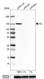 Vinculin Antibody