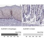 ALDH3A1 Antibody