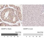 CENPF Antibody