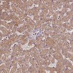 SEC14L2 Antibody in Immunohistochemistry (Paraffin) (IHC (P))