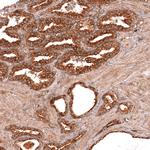 SEC14L2 Antibody in Immunohistochemistry (Paraffin) (IHC (P))