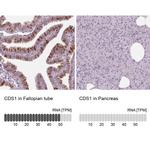 CDS1 Antibody