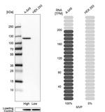 MVP Antibody