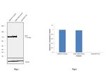 MVP Antibody in Western Blot (WB)