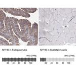 MYH9 Antibody