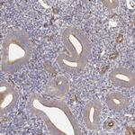 MYH9 Antibody in Immunohistochemistry (Paraffin) (IHC (P))