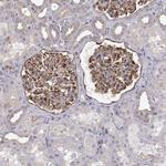 MYH9 Antibody in Immunohistochemistry (Paraffin) (IHC (P))