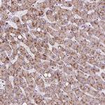 ACOX2 Antibody in Immunohistochemistry (Paraffin) (IHC (P))