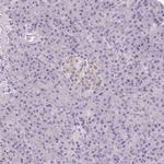 CXCL5 Antibody in Immunohistochemistry (Paraffin) (IHC (P))