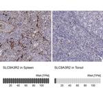 NHERF2 Antibody