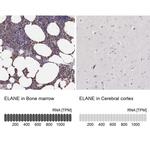 Neutrophil elastase Antibody