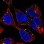 AMH Antibody in Immunocytochemistry (ICC/IF)