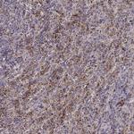 Munc13-4 Antibody in Immunohistochemistry (Paraffin) (IHC (P))