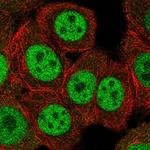 ERF Antibody in Immunocytochemistry (ICC/IF)