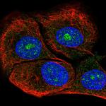 DOLK Antibody in Immunocytochemistry (ICC/IF)