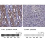 ITGB1 Antibody