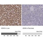 ADH6 Antibody