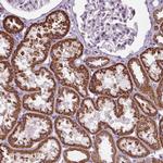 LFNG Antibody in Immunohistochemistry (Paraffin) (IHC (P))