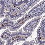 CCK Antibody in Immunohistochemistry (Paraffin) (IHC (P))