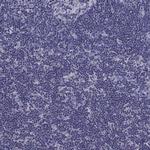 CCK Antibody in Immunohistochemistry (Paraffin) (IHC (P))