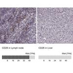 CD28 Antibody