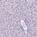 TBPL1 Antibody in Immunohistochemistry (Paraffin) (IHC (P))