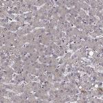 MYPT1 Antibody in Immunohistochemistry (Paraffin) (IHC (P))