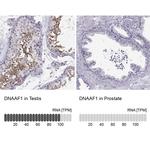 LRRC50 Antibody