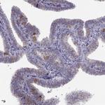 LRRC50 Antibody in Immunohistochemistry (Paraffin) (IHC (P))