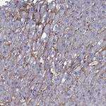 Aquaporin 9 Antibody in Immunohistochemistry (Paraffin) (IHC (P))