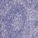 Aquaporin 9 Antibody in Immunohistochemistry (Paraffin) (IHC (P))