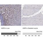 Aquaporin 9 Antibody