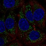 MTHFD1L Antibody in Immunocytochemistry (ICC/IF)