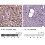 FGF11 Antibody