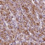 FGF11 Antibody in Immunohistochemistry (Paraffin) (IHC (P))