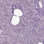 FGF11 Antibody in Immunohistochemistry (Paraffin) (IHC (P))