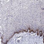 CAPNS2 Antibody in Immunohistochemistry (Paraffin) (IHC (P))