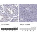 TEX14 Antibody