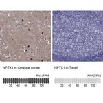 NPTX1 Antibody